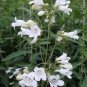 100 Seeds Foxglove- White Beardtongue