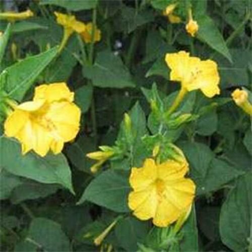 50 Seeds Four O'Clock - Yellow