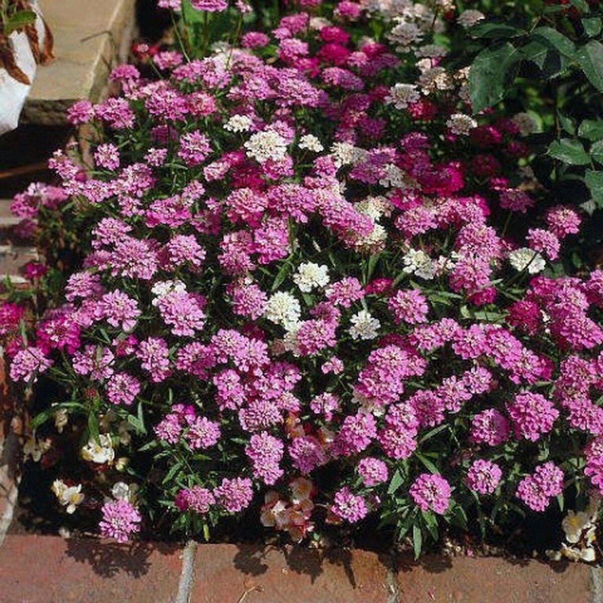 500 Seeds Candytuft- Dwarf Fairy Mix