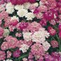 500 Seeds Candytuft- Dwarf Fairy Mix