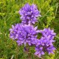 100 Seeds Bellflower- violet cluster