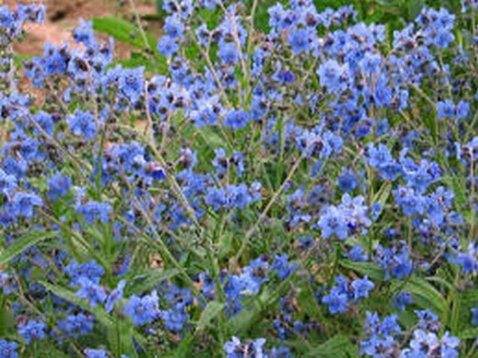 500 Seeds Forget-Me-Not- Chinese blue