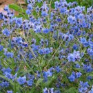 500 Seeds Forget-Me-Not- Chinese blue