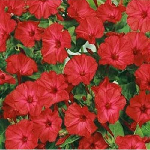 50 Seeds Four O'Clock - Red