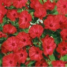 50 Seeds Four O'Clock - Red