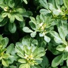 50 Seeds Fenugreek Herb