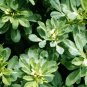 50 Seeds Fenugreek Herb