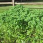 50 Seeds Fenugreek Herb