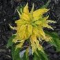 100 Seeds Amaranthus- Yellow