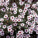 100 seeds Flax- Bright Eyes