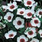 100 seeds Flax- Bright Eyes