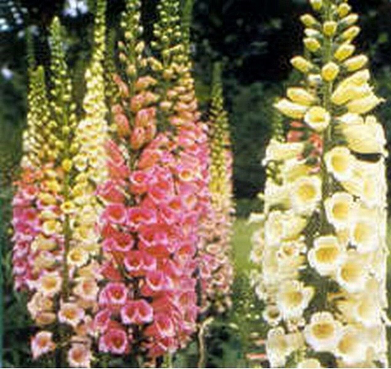 250 Seeds Foxglove- Dwarf Foxy Mix