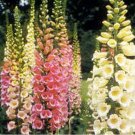 250 Seeds Foxglove- Dwarf Foxy Mix