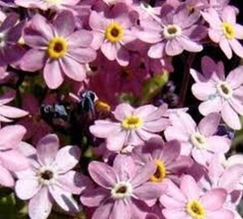 100 Seeds Forget-Me-Not- Chinese -Pink