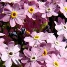 100 Seeds Forget-Me-Not- Chinese -Pink
