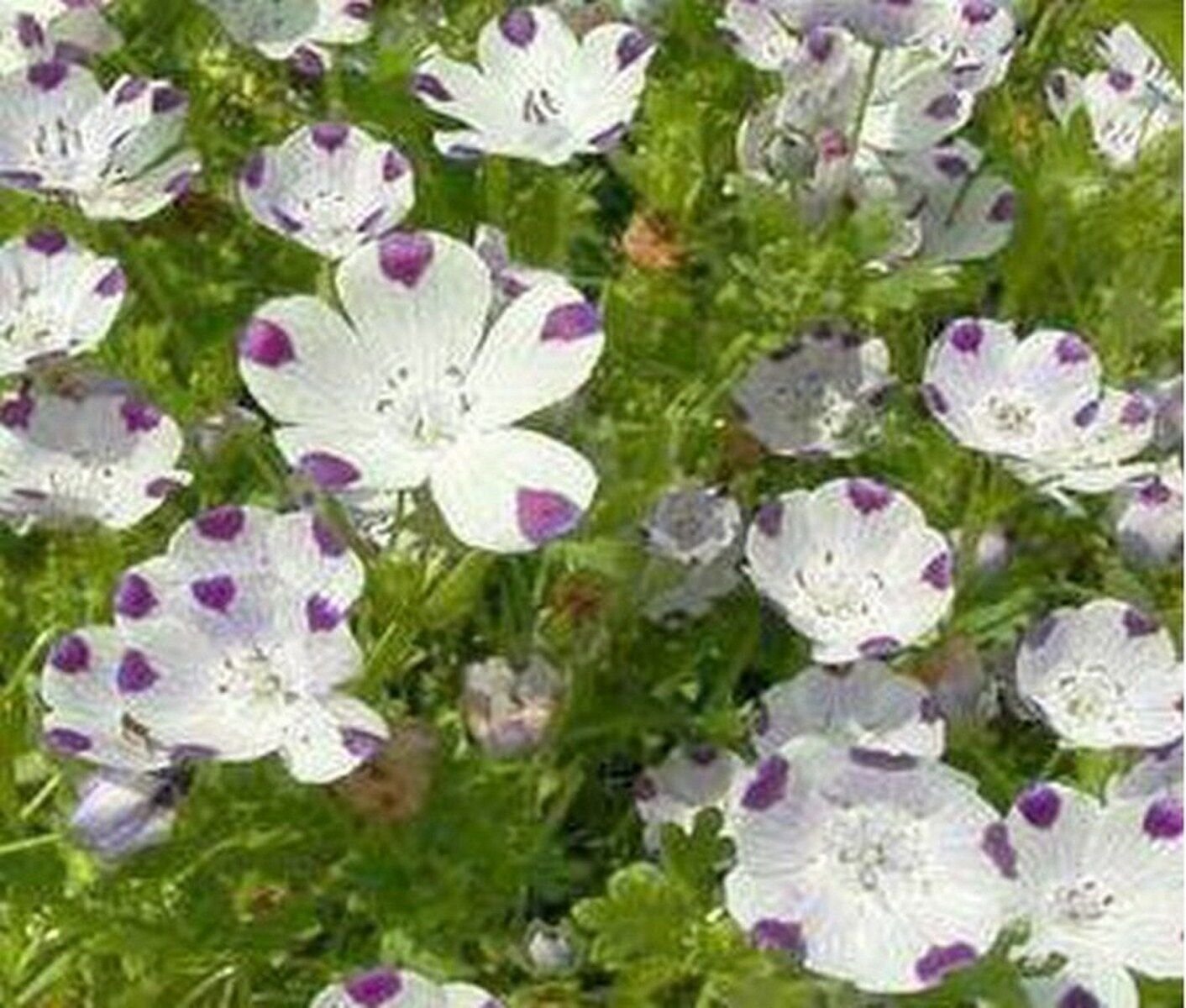 100 Seeds Five Spot- Nemophila
