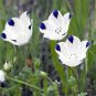 100 Seeds Five Spot- Nemophila