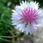 200 Seeds Bachelor Button- Cornflower- White