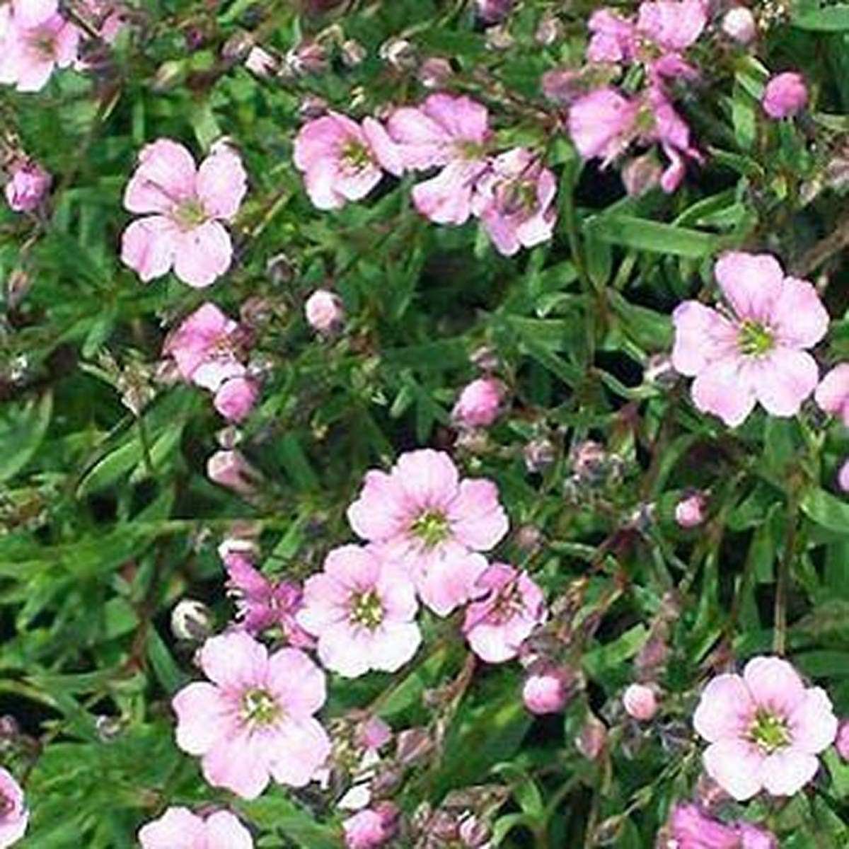 100 Seeds Gypsophila- Rosea