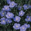 200 seeds Flax- Blue- Linum Perene