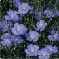 200 seeds Flax- Blue- Linum Perene