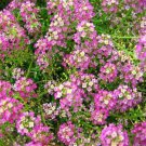 Alyssum- Violet Queen- 200 Seeds
