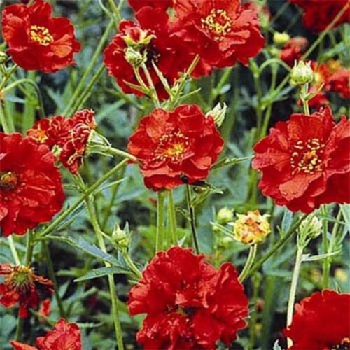 50 Seeds Geum- Chiloense- Mrs. Bradshaw