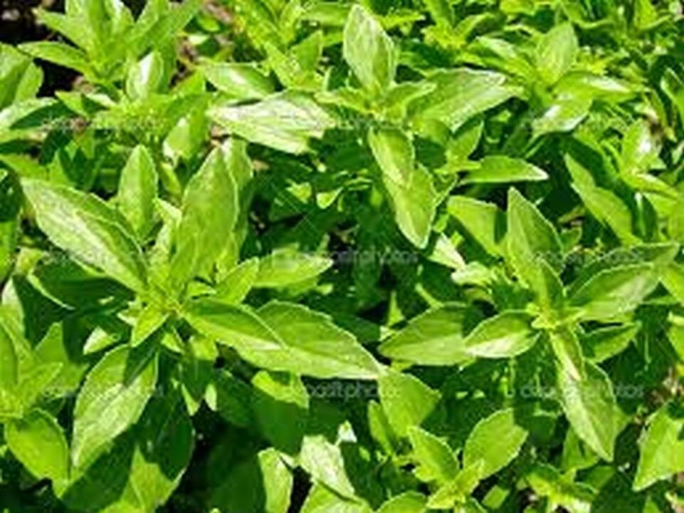 50 Seeds Basil- Clove