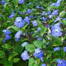 100 Seeds Browalia- Americana