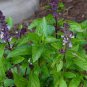 200 Seeds Basil- Cinnamon