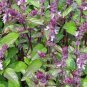 200 Seeds Basil- Cinnamon