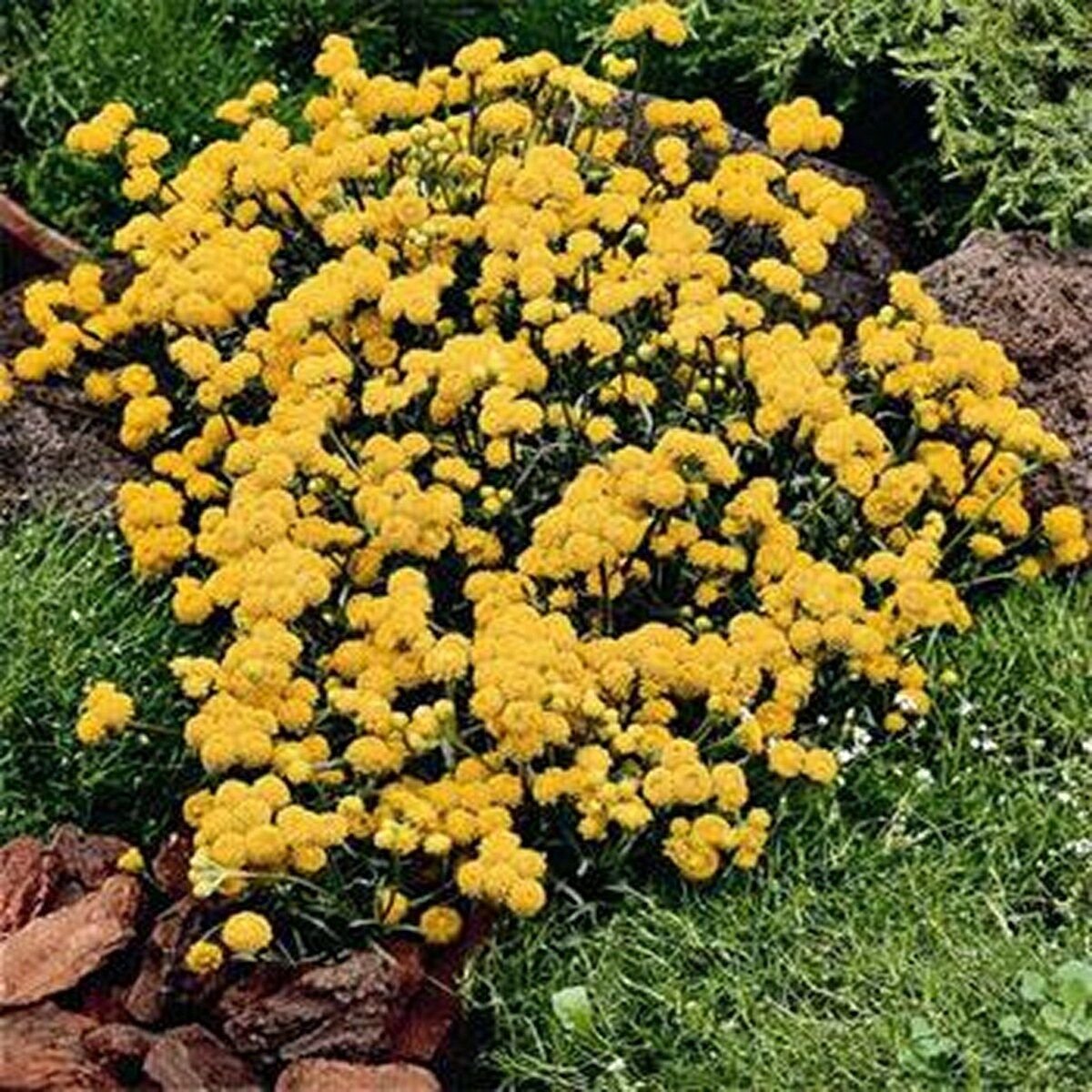 200 Seeds Ageratum - Yellow