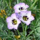 200 Seeds Bird's Eye- Gilia Tricolor