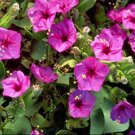50 Seeds Four O'Clock - Pink