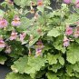 100 Seeds Foxglove- Chinese