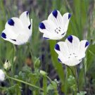 100 Seeds Five Spot- Nemophila