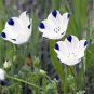 100 Seeds Five Spot- Nemophila