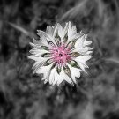 200 Seeds Bachelor Button- Cornflower- White