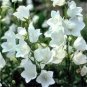 100 Seeds Bellflower- Peach-leafed- White