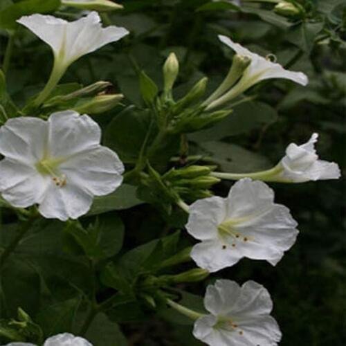 50 Seeds Four O'Clock - White