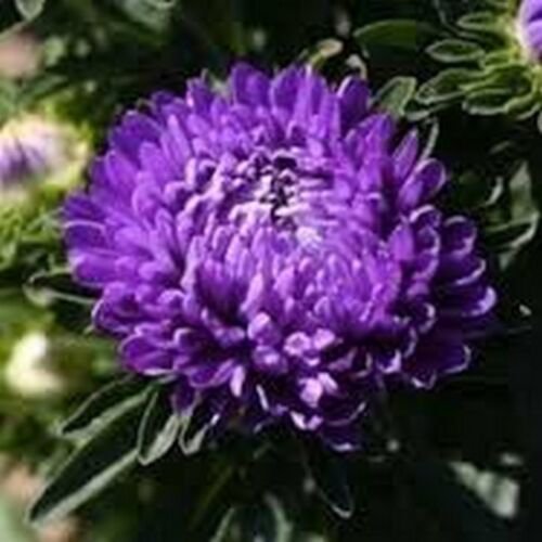50 Seeds Aster - Peony Duchess- Dark Blue