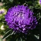 50 Seeds Aster - Peony Duchess- Dark Blue