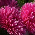 50 Seeds Aster -Gremlin Double - Dark Rose