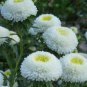 50 Seeds Aster -Pompon - White