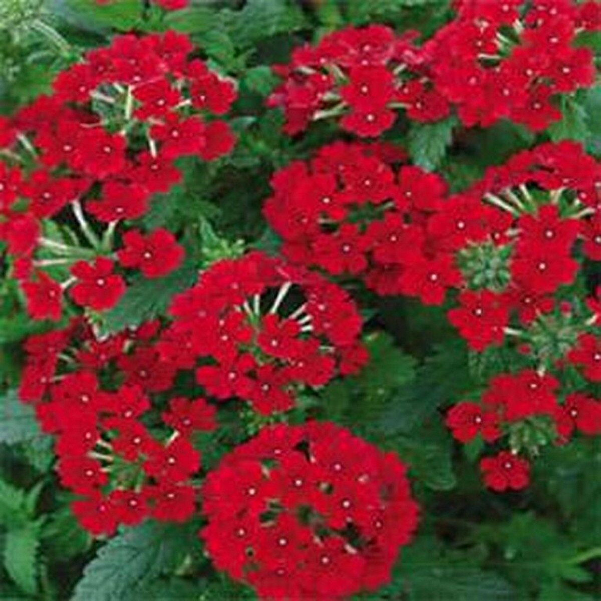 50 Seeds Verbena- Scarlet