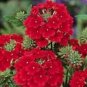 50 Seeds Verbena- Scarlet