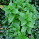 200 Seeds Spearmint- Mentha Spicata- Herb