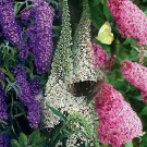 50 Seeds Butterfly Bush- Mixed colors