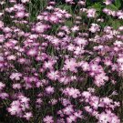 50 Seeds Agrostemma- Rose