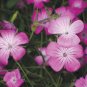 50 Seeds Agrostemma- Rose